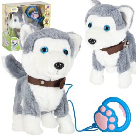   Interaktív kutya pórázon sétál, sétál, csóválja a farkát Husky