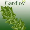 Függő műborostyán füzér 6.3m Gardlov 19732