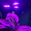 108 LED növénytermesztő lámpa