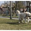 Fényvisszaverő tréningpóráz 5m Purlov