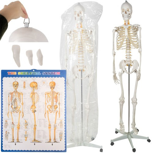 Életnyagyságú Emberi csontváz 170 cm Malatec 22583