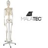 Életnyagyságú Emberi csontváz 170 cm Malatec 22583