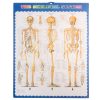 Életnyagyságú Emberi csontváz 170 cm Malatec 22583