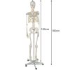 Életnyagyságú Emberi csontváz 170 cm Malatec 22583