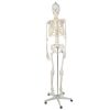 Életnyagyságú Emberi csontváz 170 cm Malatec 22583