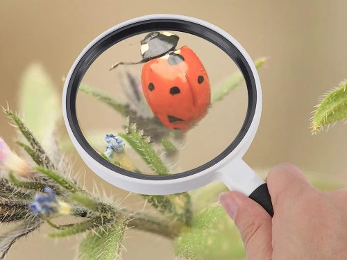 Kézi olvasónagyító üveglencsével, 95 mm, kb. 3× nagyítás