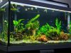 Akvárium fűtő 50w hőmérsékletszabályozó termosztát hatékony 50l fűtés