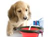 FOLDABLE DOG BOWL S piros (200) GAB_A
