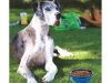 FOLDABLE DOG BOWL S kék (200) GAB_A