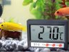 Digitális hőmérő kábeles szondával – akváriumhoz, hűtőhöz, terrániumhoz